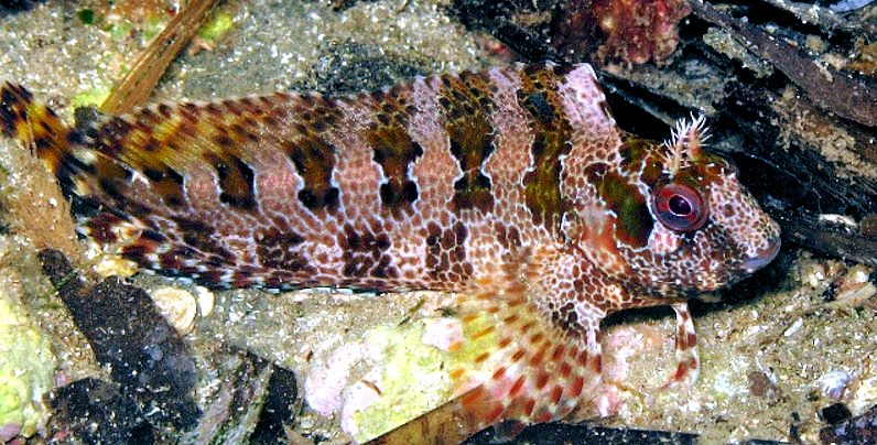 Parablennius gattorugine_01234